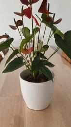 Lakanthurium plant, Huis en Inrichting, Ophalen, Overige soorten, Minder dan 100 cm