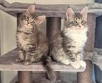 Prachtige Maine Coon poesjes, Dieren en Toebehoren, Poes, Ontwormd, 0 tot 2 jaar