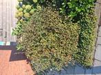 Grote paarse sering struik, Tuin en Terras, Ophalen, Overige soorten, 100 tot 250 cm