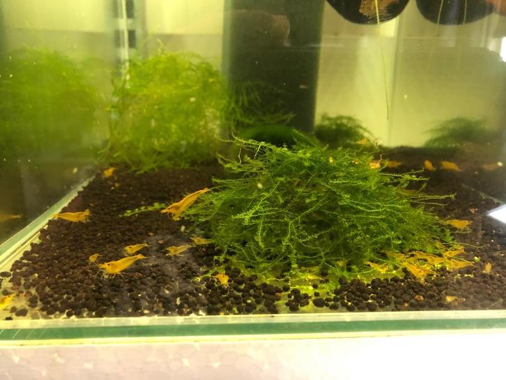 Yellow Kingkong garnalen, Dieren en Toebehoren, Vissen | Aquariumvissen, Zoetwatervis, Kreeft, Krab of Garnaal, Schoolvis