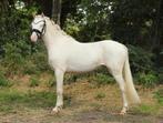 Kinderpony Mega knap !, Dieren en Toebehoren, Met stamboom, Ruin, Dressuurpony, Zadelmak