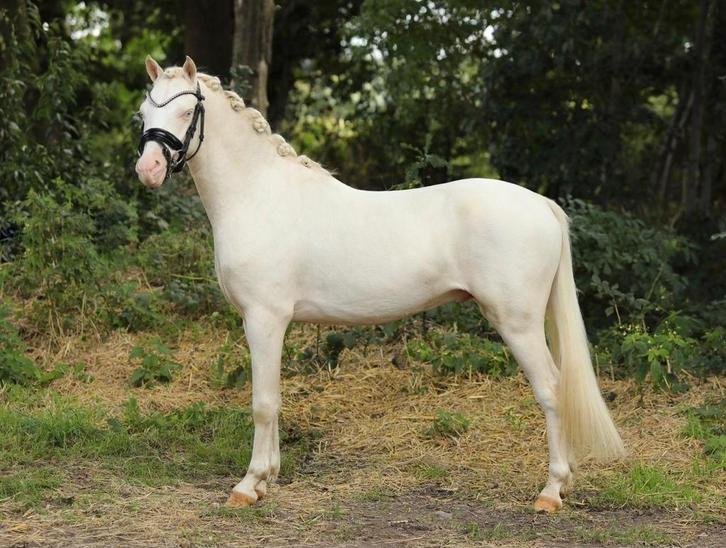 Kinderpony Mega knap !, Dieren en Toebehoren, Pony's, Ruin, Zadelmak, C pony (1.27m tot 1.37m), Dressuurpony, 3 tot 6 jaar, Met stamboom