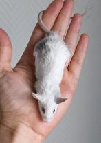 Leuke kleurmuizen, Dieren en Toebehoren, Knaagdieren, Juli, Vrouwelijk, Muis