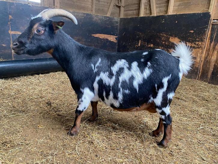 Dwerggeit driekleur, Dieren en Toebehoren, Schapen, Geiten en Varkens, Geit, Vrouwelijk