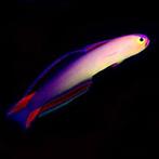 Nemateleotris Exquisita, Vis, Zoutwatervis