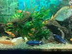 Malawi Cichliden  type Saulosi., Dieren en Toebehoren, Vis, Zoetwatervis