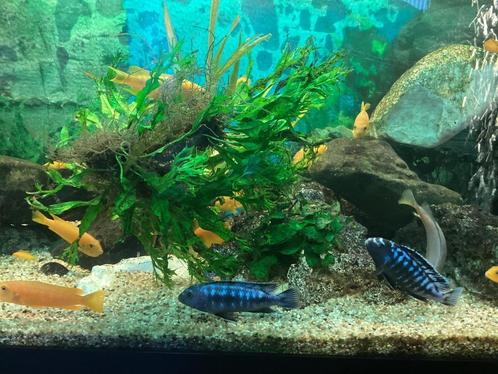 Malawi Cichliden  type Saulosi., Dieren en Toebehoren, Vissen | Aquariumvissen, Zoetwatervis, Vis