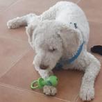 ACE: Coco adoreert zijn familie, Dieren en Toebehoren, Particulier, Rabiës (hondsdolheid), 1 tot 2 jaar, Buitenland