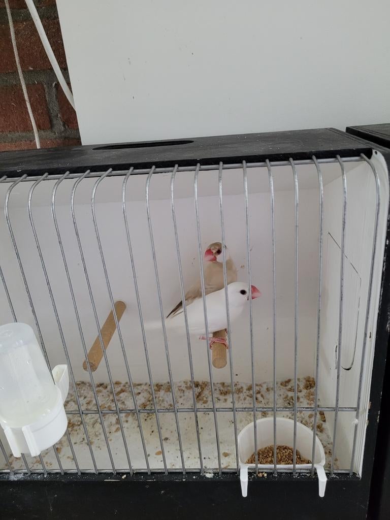 Te koop rijstvogels, Dieren en Toebehoren, Meerdere dieren, Kleurkanarie