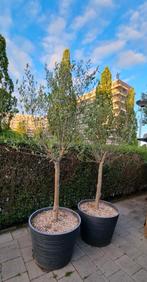 2 Olijfbomen in pot (let op erg zwaar!!), Tuin en Terras, Planten | Bomen, 100 tot 250 cm, Olijfboom, Ophalen, Volle zon