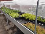 Groenteplanten, Tuin en Terras, Ophalen, Overige soorten, Minder dan 100 cm