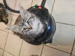 5ij4dr cj.Tekoop langhaar kitten mix en kort haar wit/grijs, Dieren en Toebehoren, Katten en Kittens | Overige Katten, Meerdere dieren