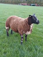 Bonte ram zwoegervrij en scrapy vrij, Dieren en Toebehoren, Schapen, Geiten en Varkens, Mannelijk, Schaap