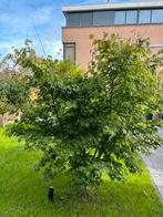 Japanse Esdoorn Groen | Acer palmatum, Tuin en Terras, Planten | Bomen, Ophalen