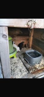 Texas en jumbo japanse kwartels hennen, Dieren en Toebehoren, Pluimvee, Vrouwelijk, Overige soorten