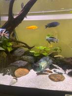 Cichlides te koop compleet of los te koop, Dieren en Toebehoren, Vissen | Aquaria en Toebehoren, Ophalen of Verzenden