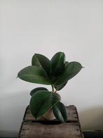 Ficus kamerplant incl pot, Huis en Inrichting, Kamerplanten, Ophalen, Ficus, Halfschaduw, In pot