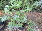 3 verschillende vlinderstruiken in pot., Tuin en Terras, Planten | Tuinplanten, Ophalen, Zomer, Overige soorten, Volle zon