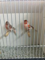 bewezen broedkoppel harlekijnkanaries, Meerdere dieren, Postuurkanarie