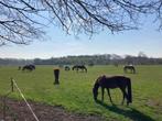 stalling en weidegang, Weidegang, 2 of 3 paarden of pony's