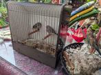 Vogels, Dieren en Toebehoren, Vogels | Overige Vogels, Meerdere dieren, Tropenvogel
