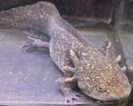 Axolotl Iridophores Starburst (A), Dieren en Toebehoren, Reptielen en Amfibieën, 0 tot 2 jaar, Tam, Amfibie