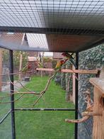 Pracht rosella, Meerdere dieren, Parkiet, Geringd