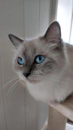 Ragdoll (fok)poes blue point volledig getest, Dieren en Toebehoren, Poes, Met stamboom, 0 tot 2 jaar