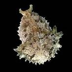 Dolabella auricularia - Zeehaas, Dieren en Toebehoren, Slak of Weekdier, Zoutwatervis