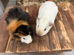 Lief cavia koppel met zorg gematcht, Dieren en Toebehoren, Knaagdieren, Cavia, Mannelijk, December, Tam
