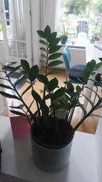 Zamioculcas Zamiifolia - ZZ Plant, Ophalen, Overige soorten, Halfschaduw, In pot