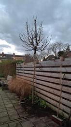 Boom roodbladige esdoorn, Ophalen, Halfschaduw, Overige soorten, Lente