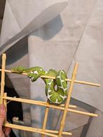 Rattenbakken, Laboratoriumbakken, Corallus batesii nk, Dieren en Toebehoren, Slang