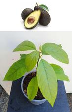 Avocado Boompje- Persea Americana, Tuin en Terras, Planten | Fruitbomen, Minder dan 100 cm, Overige soorten, In pot, Ophalen of Verzenden