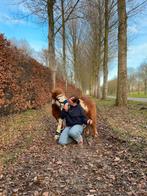 Bijrijd/ verzorgpaardje gezocht!, Ophalen, Zo goed als nieuw