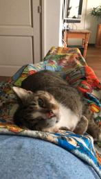 Aangeboden: Kattenoppas aan huis, Dieren en Toebehoren, Kattenmanden, Ophalen of Verzenden, Nieuw