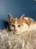 Kittens, Dieren en Toebehoren, Katten en Kittens | Overige Katten, Meerdere dieren, Kortharig, 0 tot 2 jaar