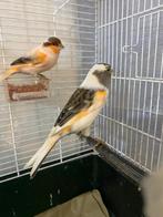 Kanaries koppel harlekijn van 2024, Dieren en Toebehoren, Vogels | Kanaries, Meerdere dieren, Kleurkanarie