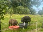 Blauwe en Dassenkop texelaar ramlammern te koop, Mannelijk, Schaap