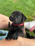 Prachtige Herder x Labrador pups, Dieren en Toebehoren, Rabiës (hondsdolheid), Reu, 8 tot 15 weken, Meerdere