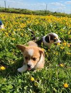 Welsh Corgi Cardigan PUPS (meerdere kleuren), Dieren en Toebehoren, 8 tot 15 weken, Meerdere, Meerdere dieren, Herder