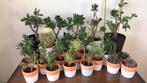 Cactussen te koop., Cactus, 150 tot 200 cm, Ophalen of Verzenden, Halfschaduw
