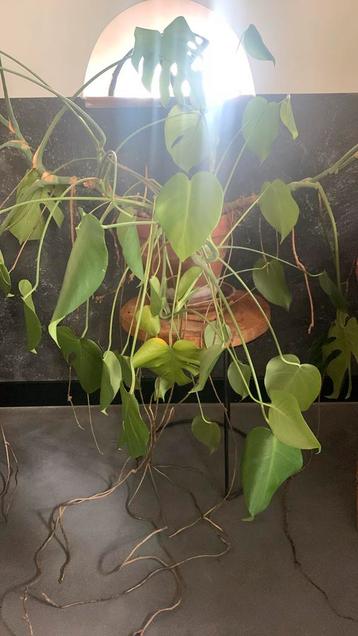 Grote gatenplant Monstera te koop beschikbaar voor biedingen