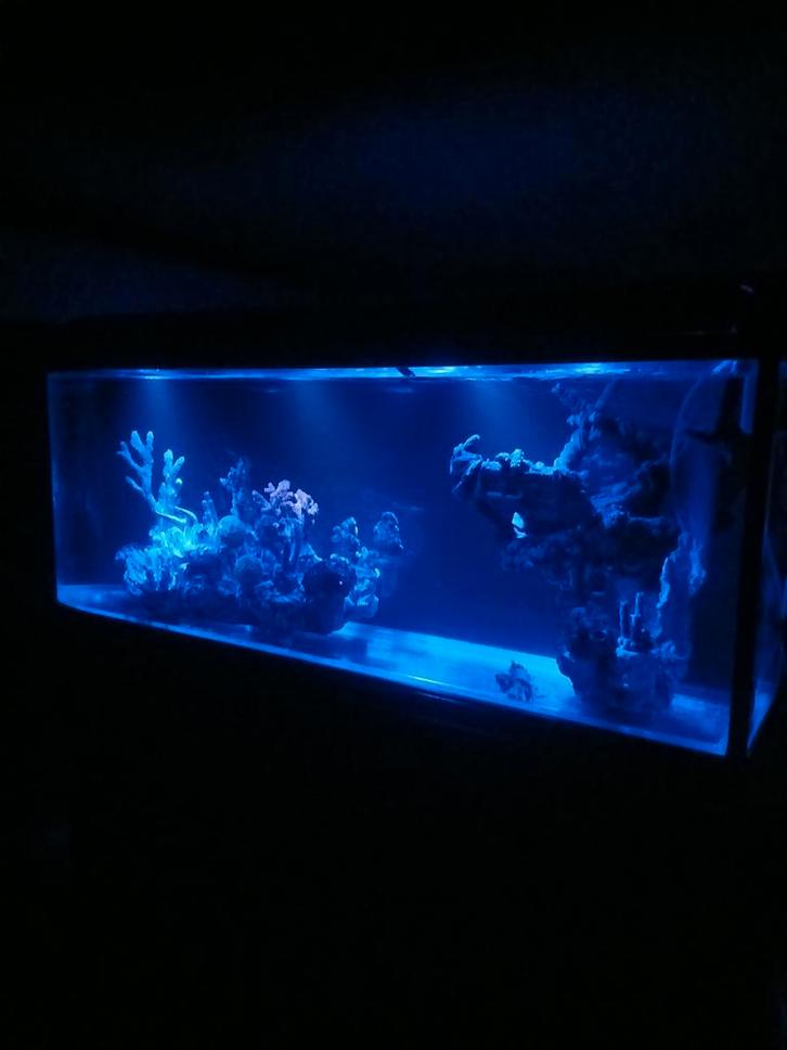 Zoet water aquarium met koraal rif decoratie., Dieren en Toebehoren, Vissen | Aquaria en Toebehoren, Gebruikt, Gevuld zoetwateraquarium