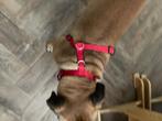 Honden riem en tuigje, Dieren en Toebehoren, Ophalen of Verzenden, Gebruikt, Hondenriem