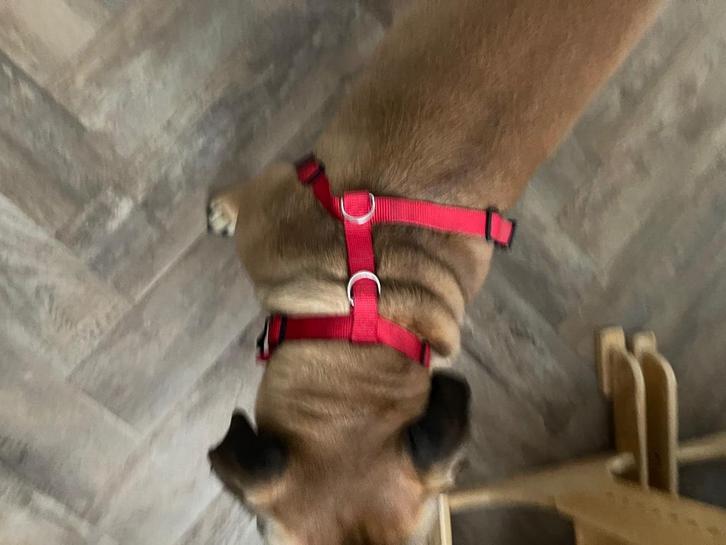 Honden riem en tuigje, Dieren en Toebehoren, Hondenriemen, Gebruikt, Hondenriem, Ophalen of Verzenden