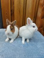 Te koop 2 mooie loffelorh leeuwenkop rammetjes!, Dieren en Toebehoren, Mannelijk, Dwerg, 0 tot 2 jaar