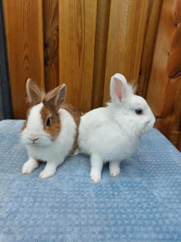 Te koop 2 mooie loffelorh leeuwenkop rammetjes!, Dieren en Toebehoren, Konijnen, Dwerg, Mannelijk, 0 tot 2 jaar