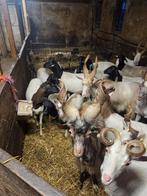 Te koop persianblackheads en girgentana, Dieren en Toebehoren, Meerdere dieren, Geit