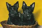 kaart schotse terrier, Ophalen of Verzenden, 1980 tot heden, Ongelopen, Hond of Kat